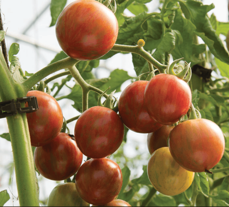 Purple Bumblebee Tomato