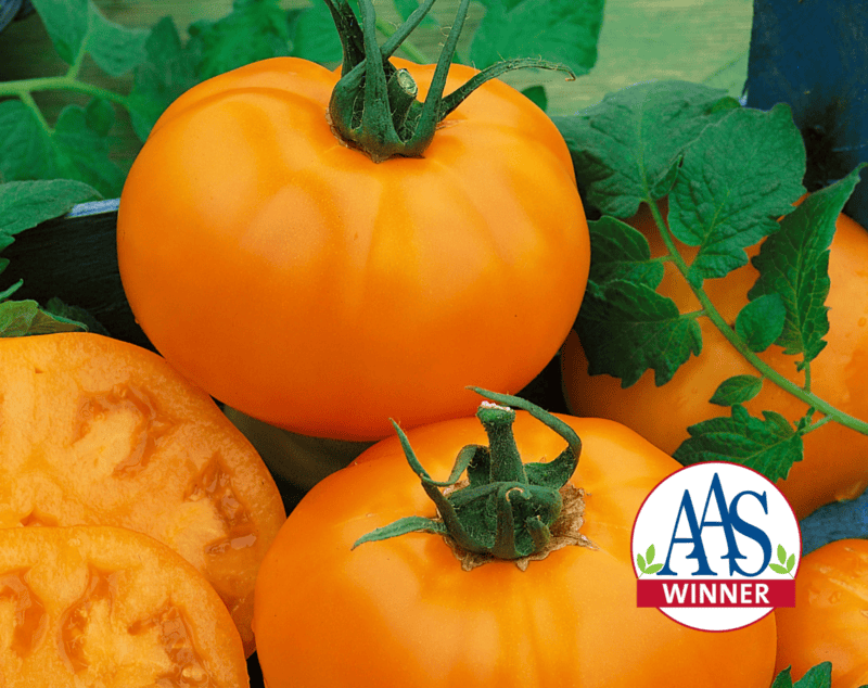 Chef's Orange Tomato (Hybrid)