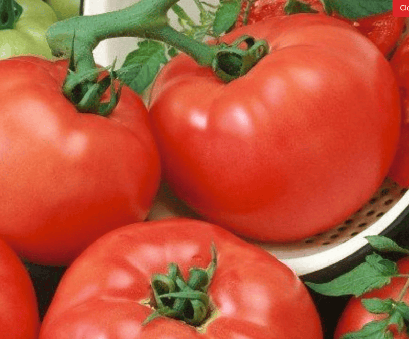 Chef's Choice Red Tomato AAS Winner