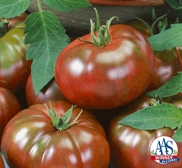Chef's Choice Red Tomato AAS winner