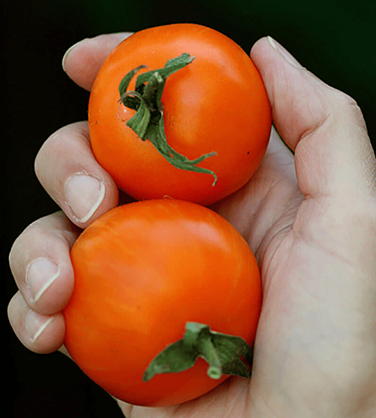 AAA Sweet Solano Tomato