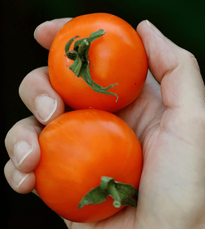 AAA Sweet Solano Tomato