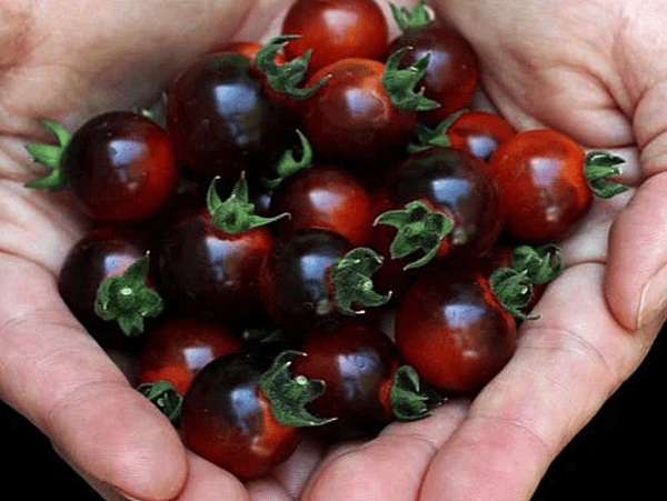 Blue Berries Tomato