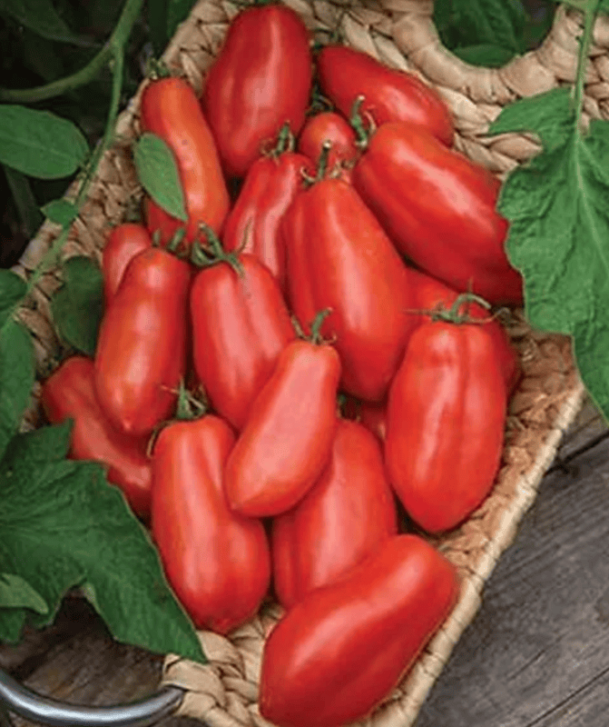 San Marzano (Determinate) Tomato