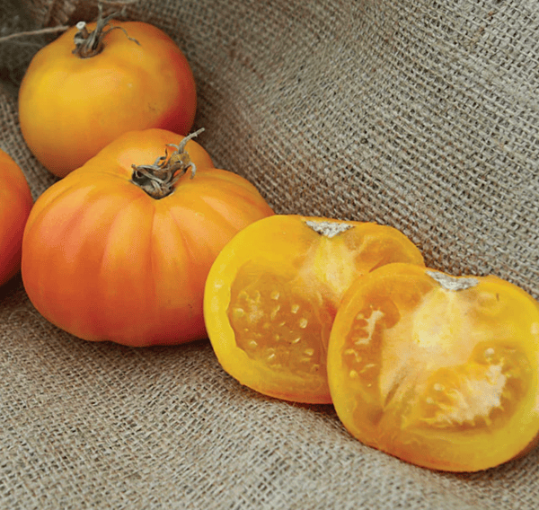 Hillbilly Tomato (Heat tolerant)