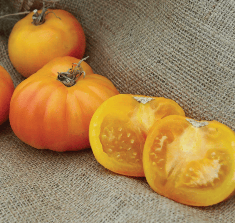 Hillbilly Tomato (Heat tolerant)