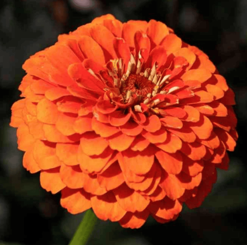 Orange King Zinnias