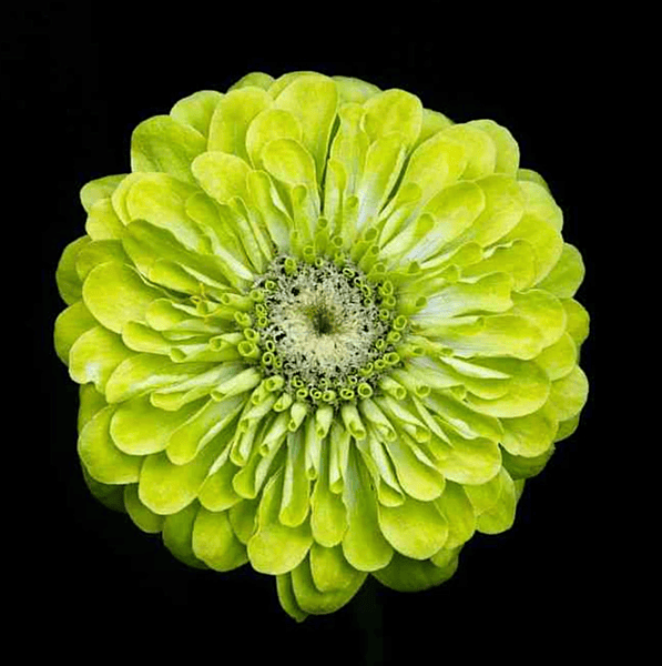 Envy Zinnias