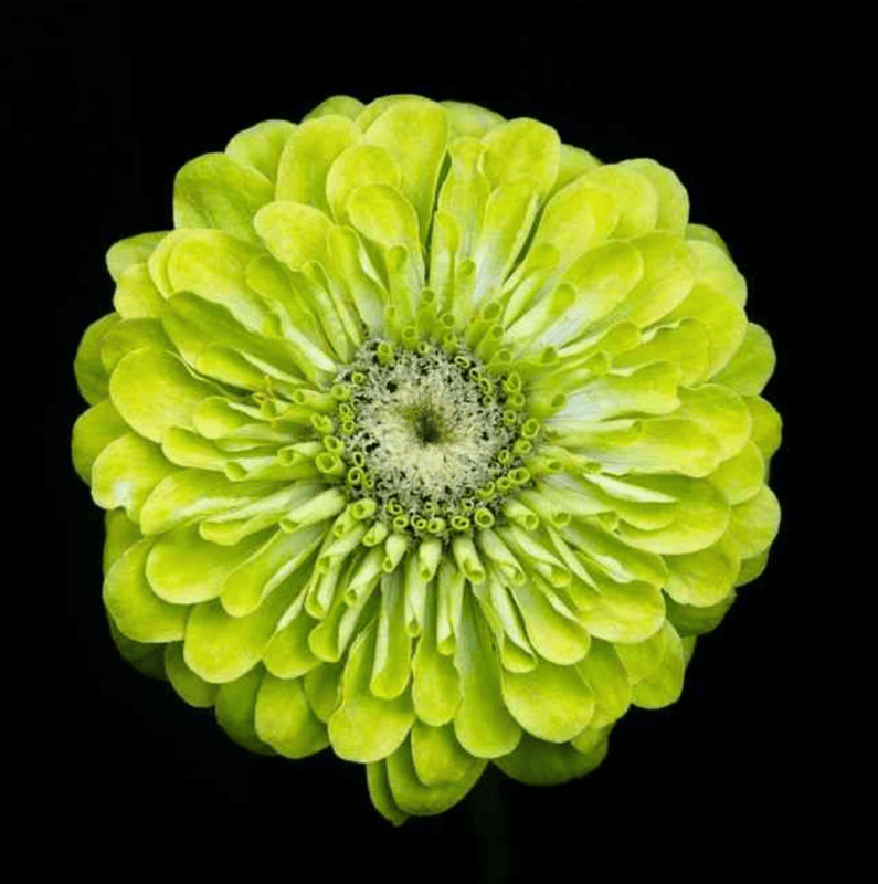 Envy Zinnias