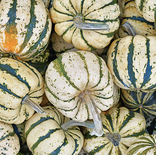 Sweet Dumpling Winter Squash