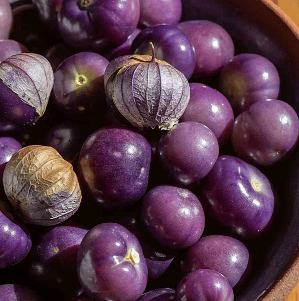 Really Purple Ixocarpa Tomatillo