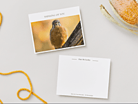 CB Photography American Kestrel