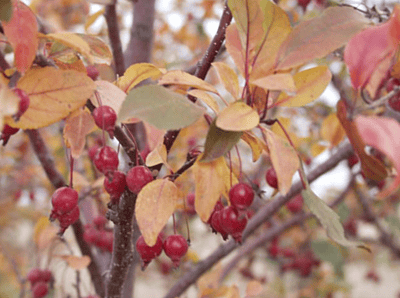 Prairie Fire Crabapple Tree, Ball and Burlap