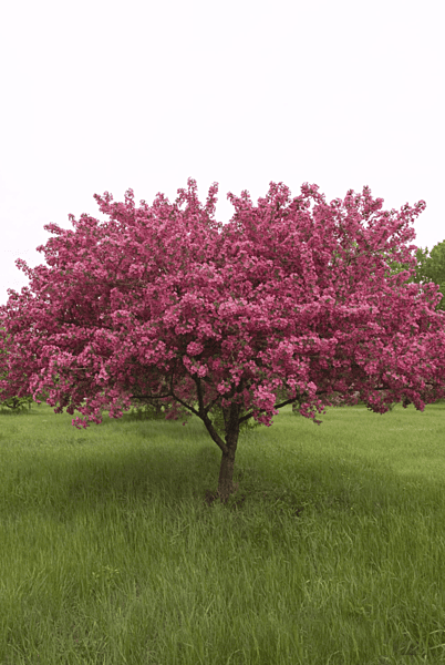 Prairie Fire Crabapple Tree, Ball and Burlap