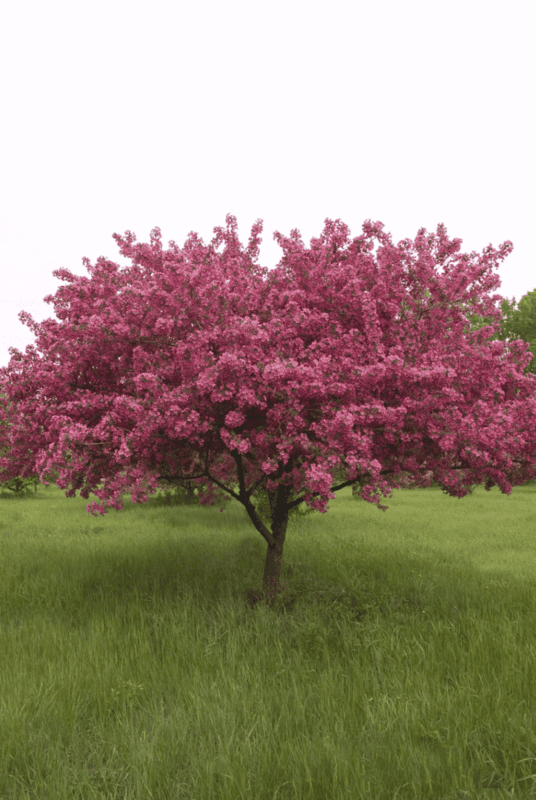 Prairie Fire Crabapple Tree, Ball and Burlap