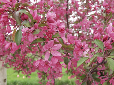 Prairie Fire Crabapple Tree, Ball and Burlap