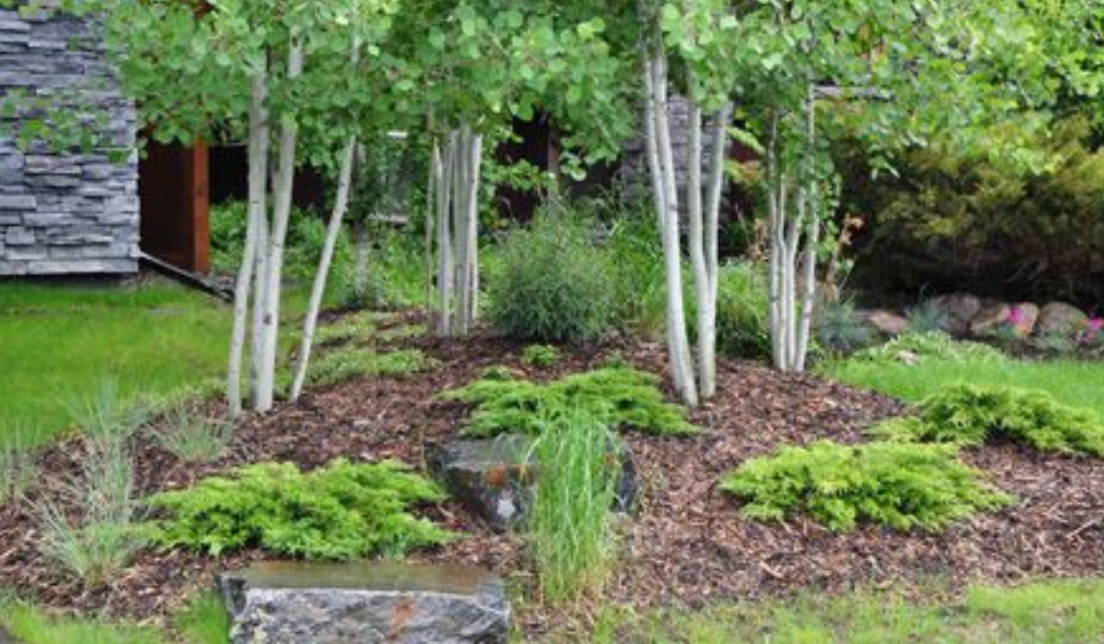 Multi-Stem Aspen Tree, Ball and Burlap