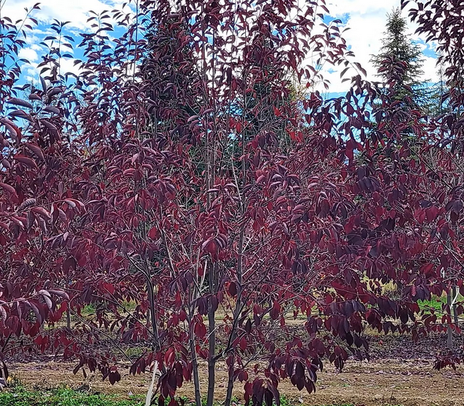 Multi-Stemmed Red Canada Chokecherry Tree, Ball and Burlap