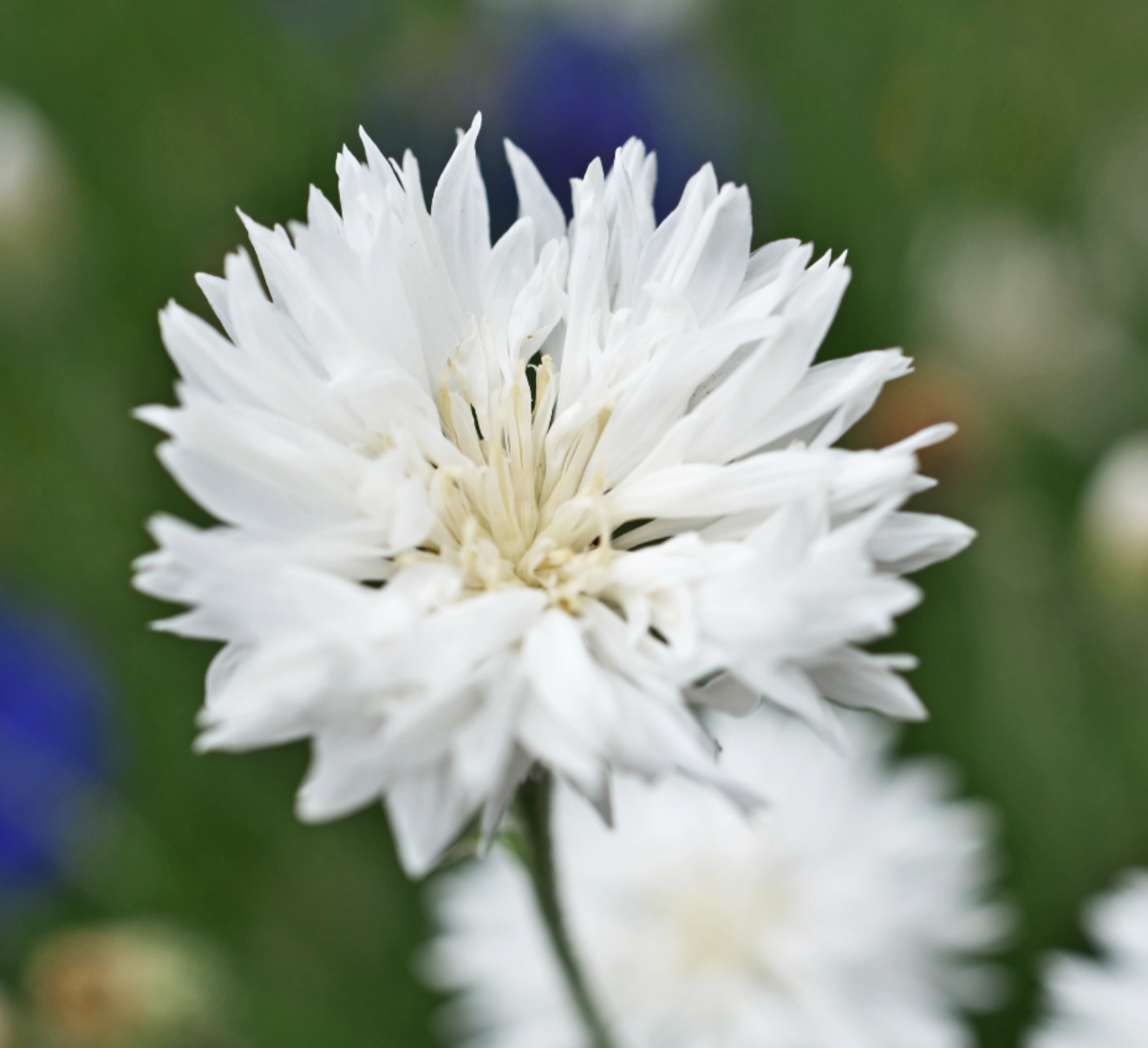 Tom Pouce White Bachelor Buttons