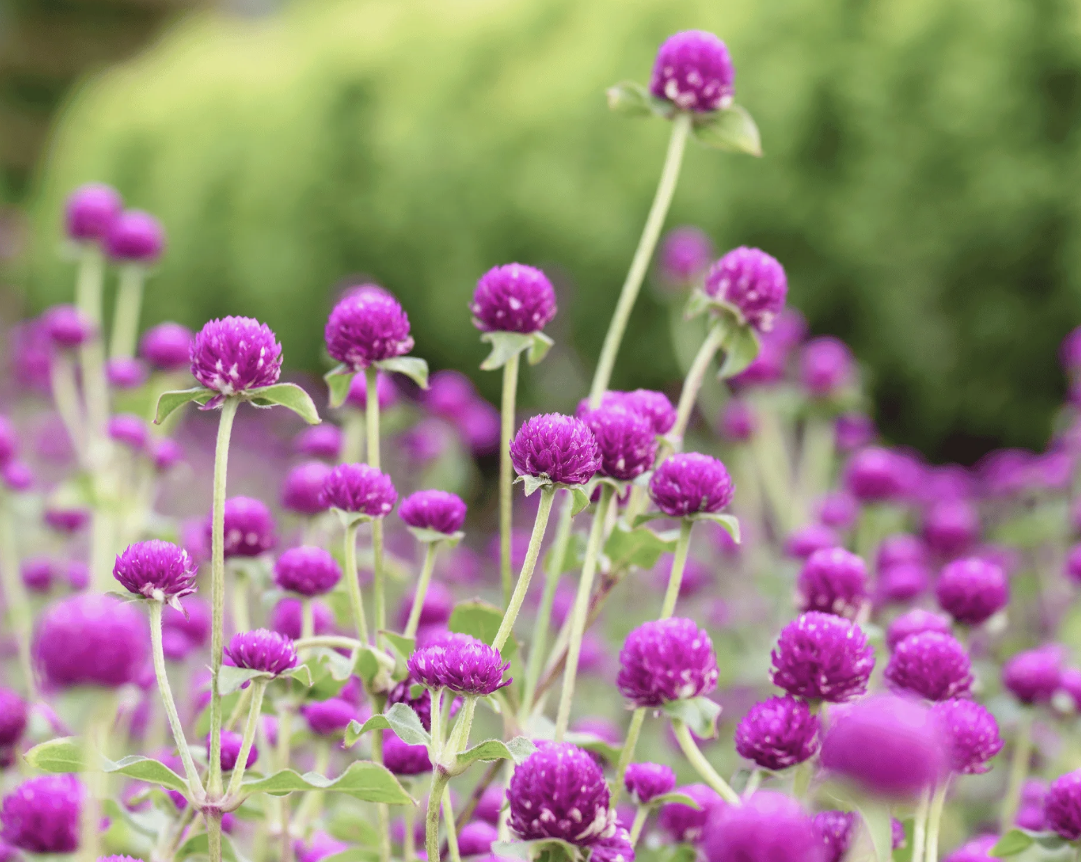 Purple Gomphrena