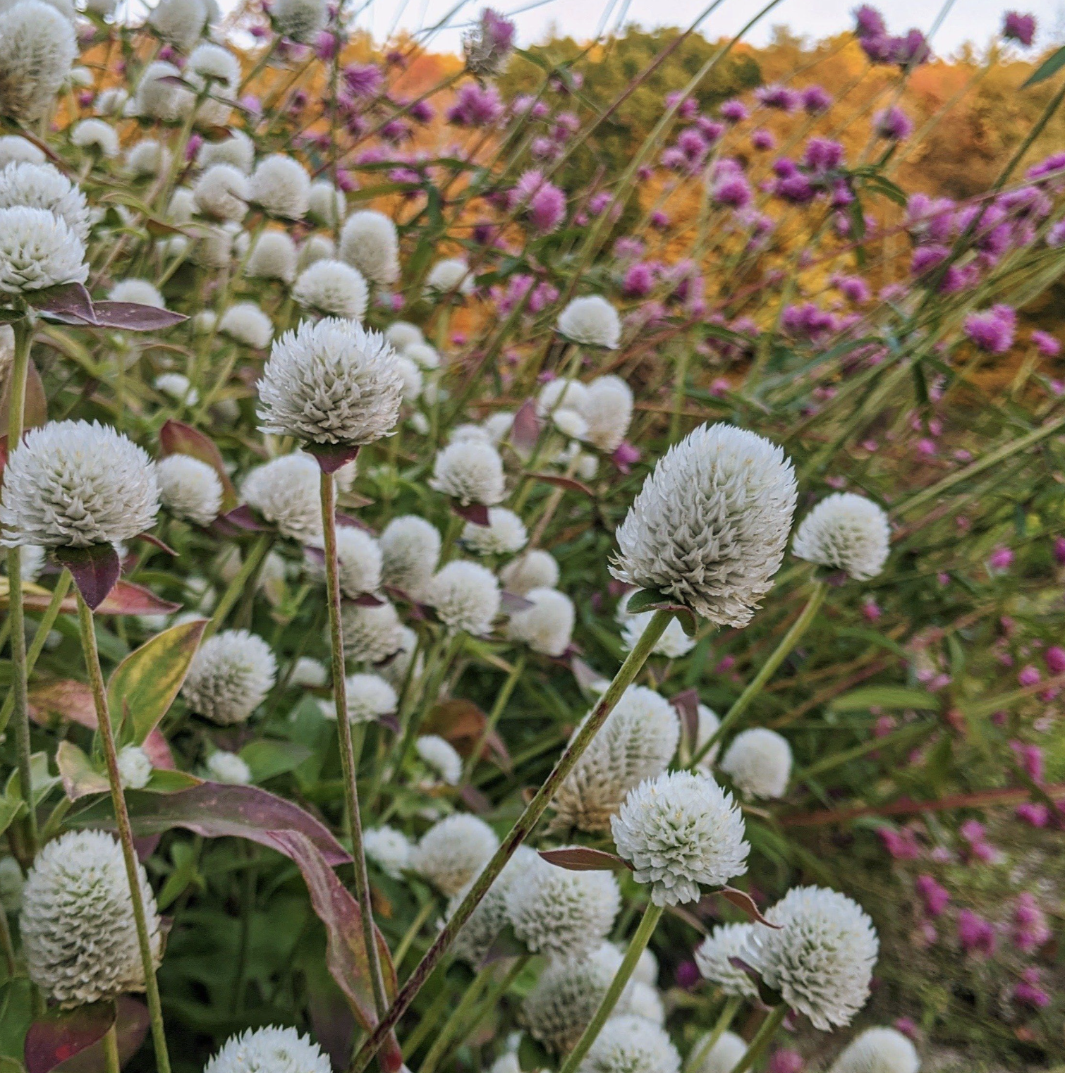 White Gomphrena