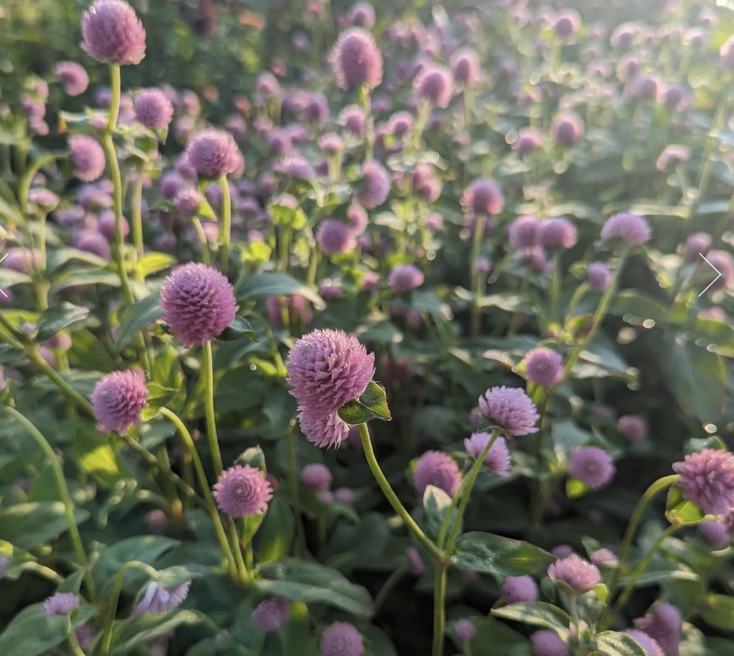 Salmon Gomphrena