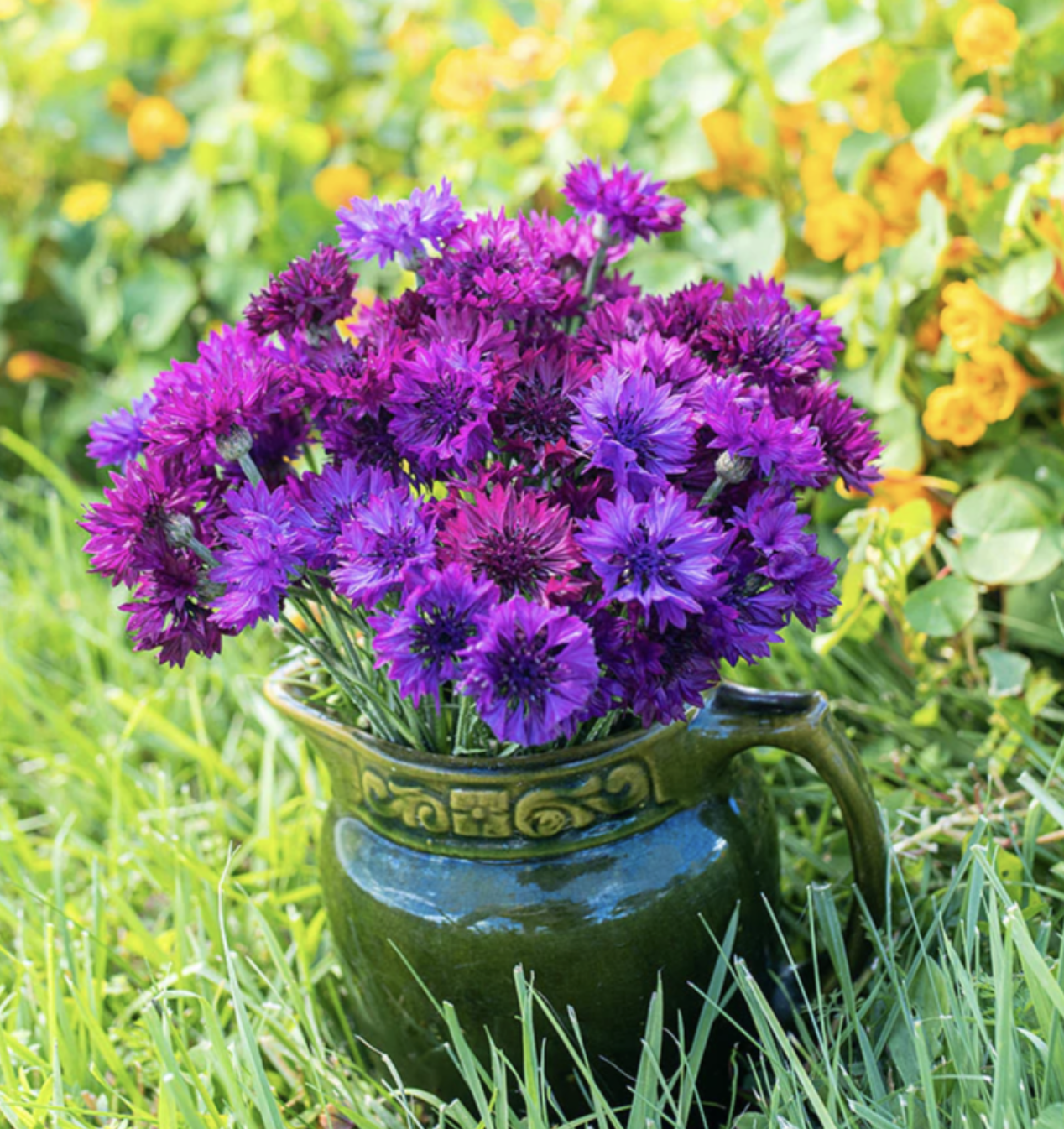 Select Violet Bachelor Buttons