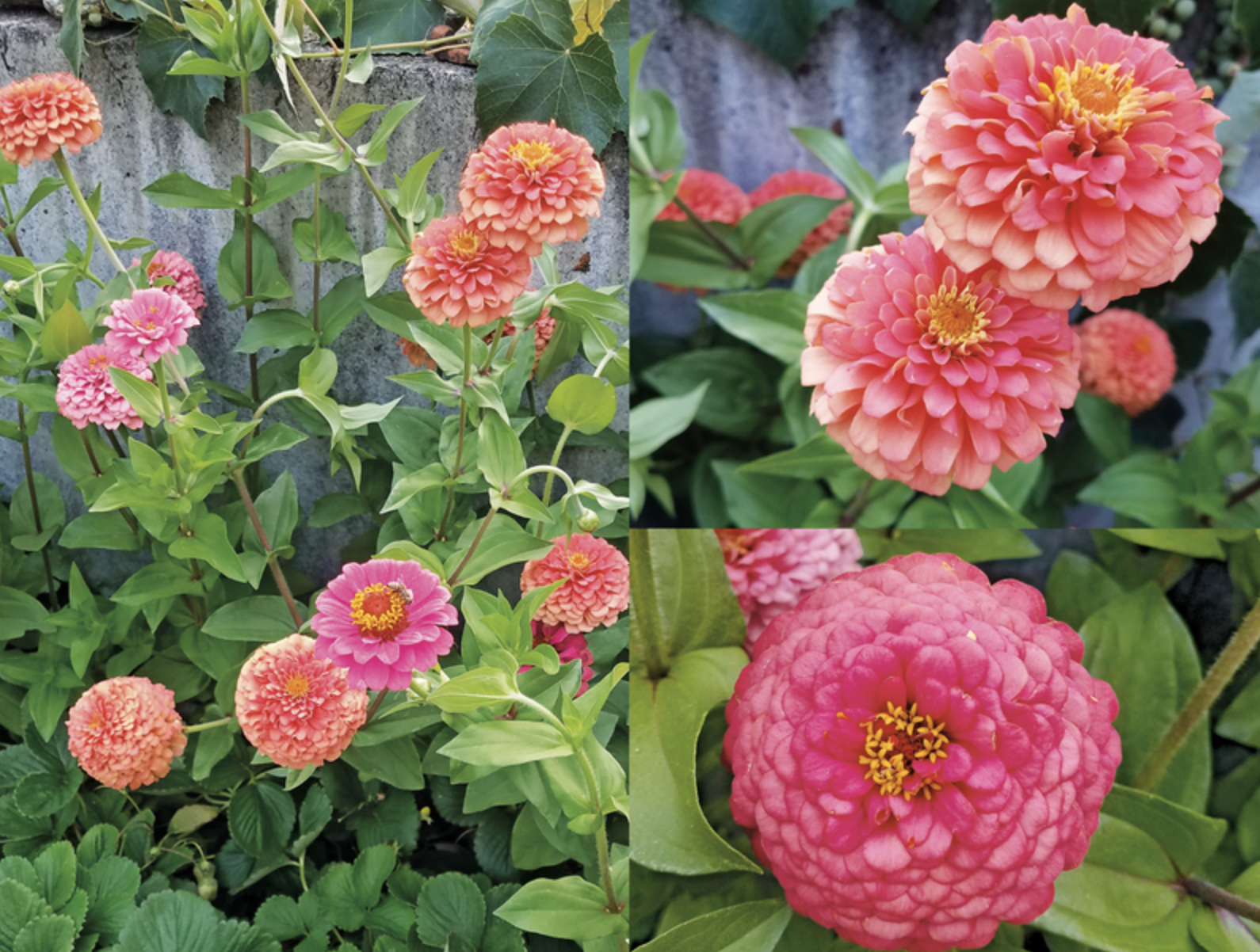 Zinnia