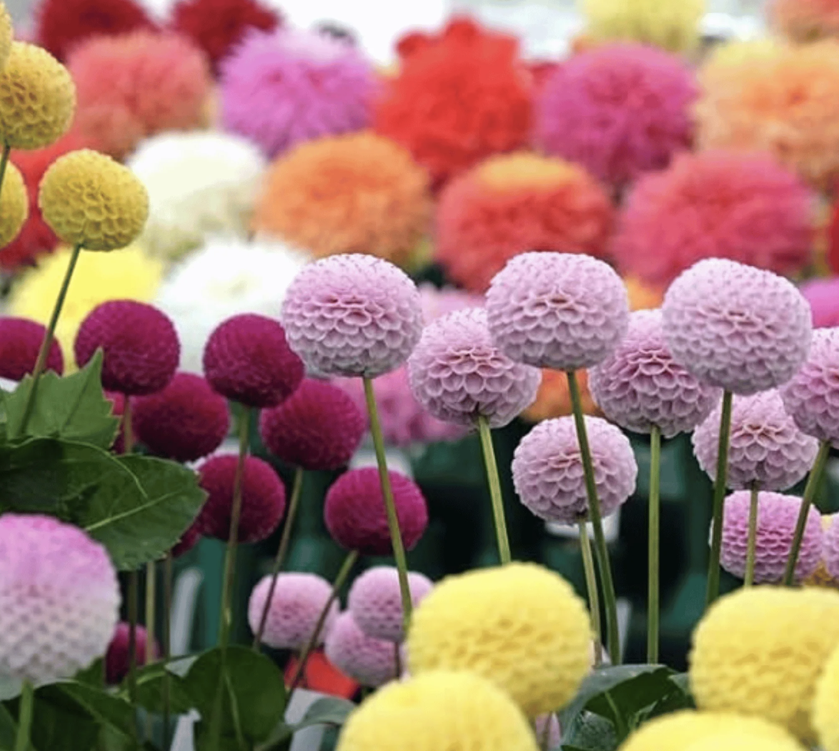Pompon Mix Dahlias