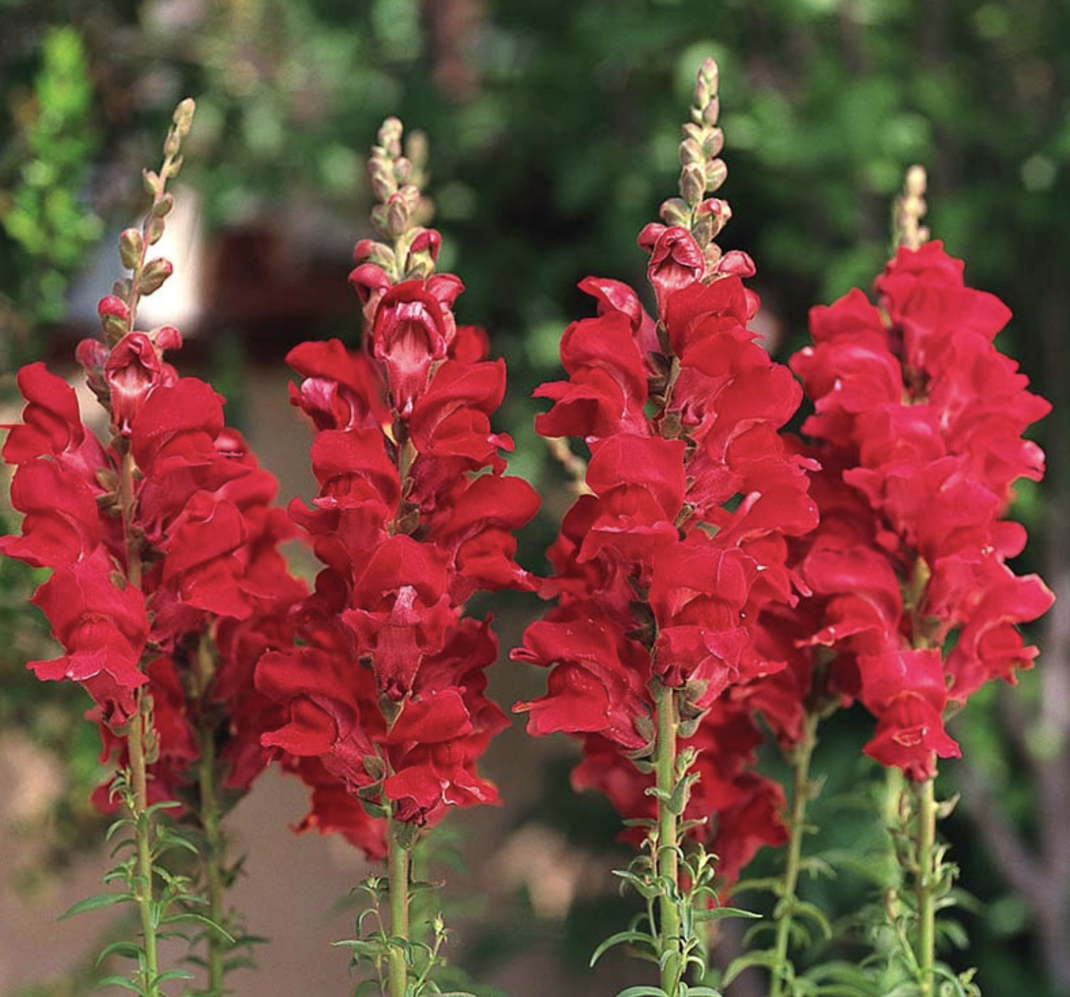 Ruby Snapdragons
