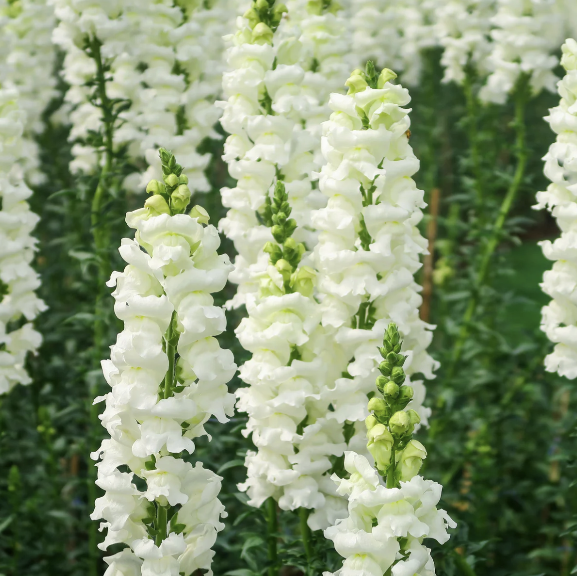 Snowflake Snapdragons