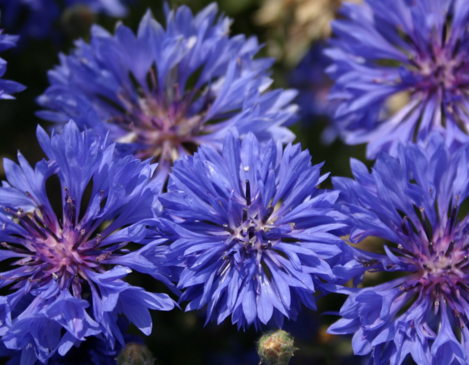 Tom Pouce Blue Bachelor Buttons