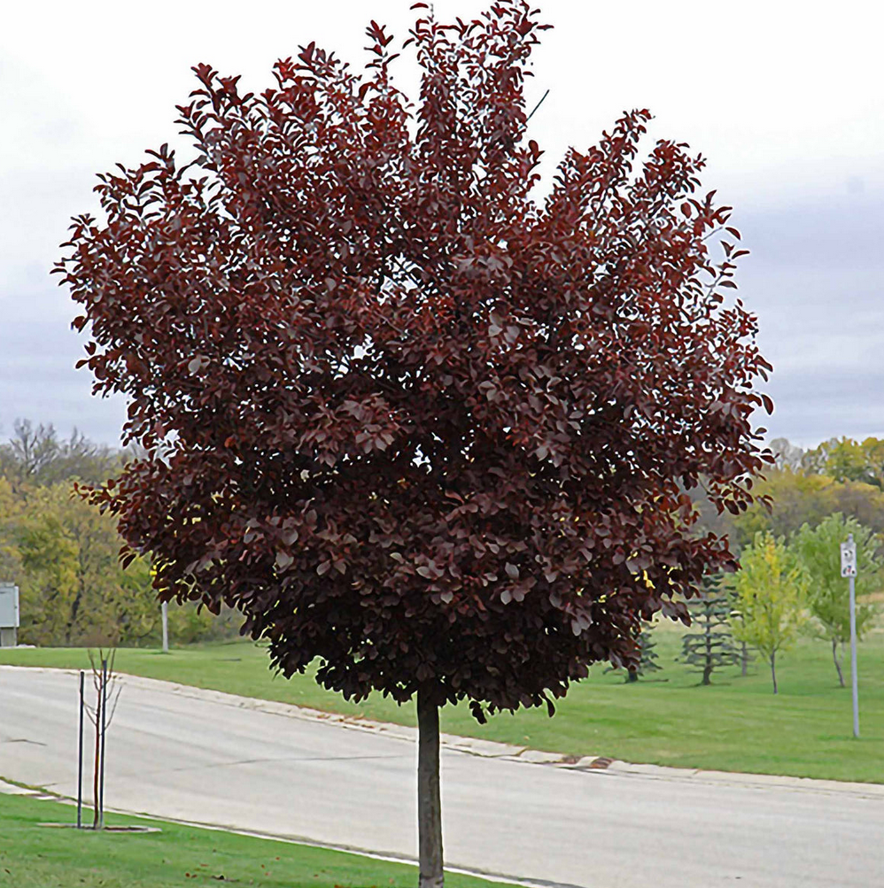 Red Canada Chokecherry Tree, Ball and Burlap