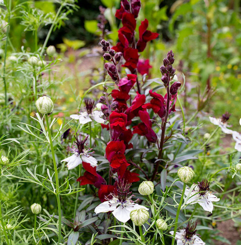 Black Prince Snapdragons
