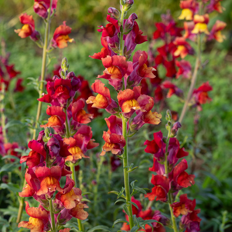 Copper Queen Snapdragons