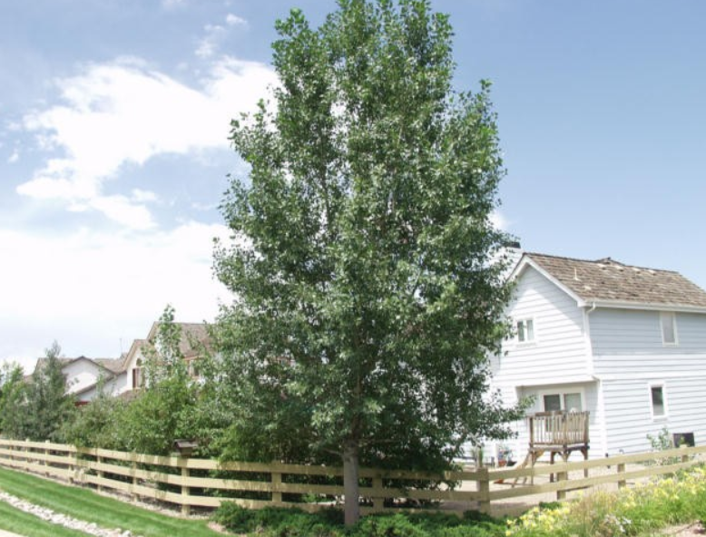 Lanceleaf Cottonwood Tree, Ball and Burlap