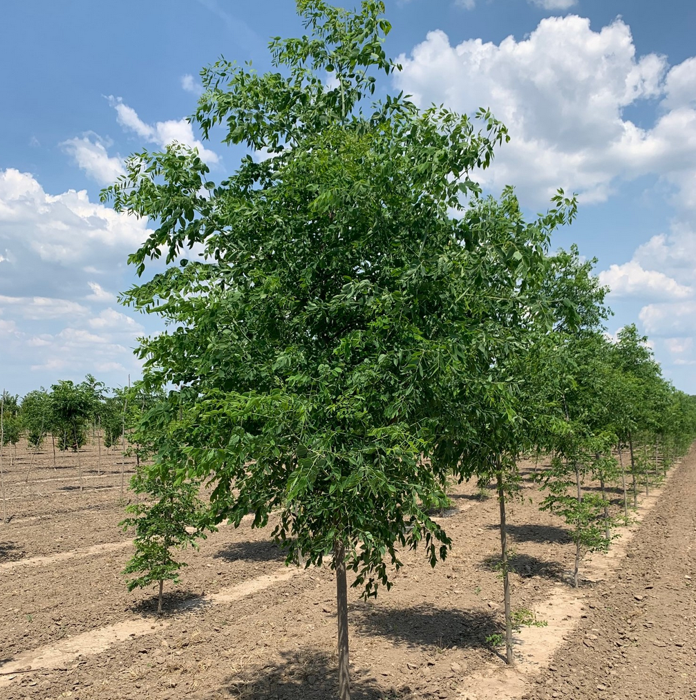 Kentucky Espresso Coffeetree Tree, Ball and Burlap