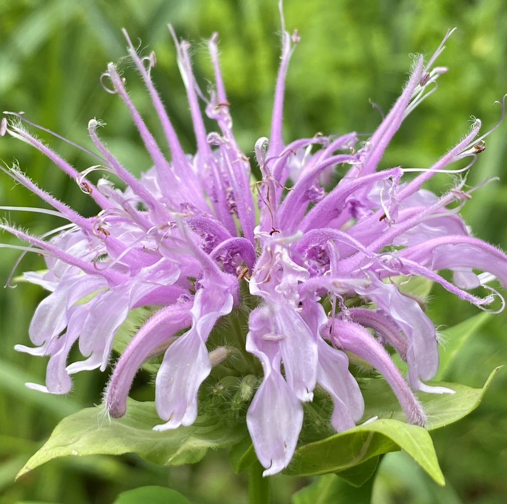 Wild Bergamot