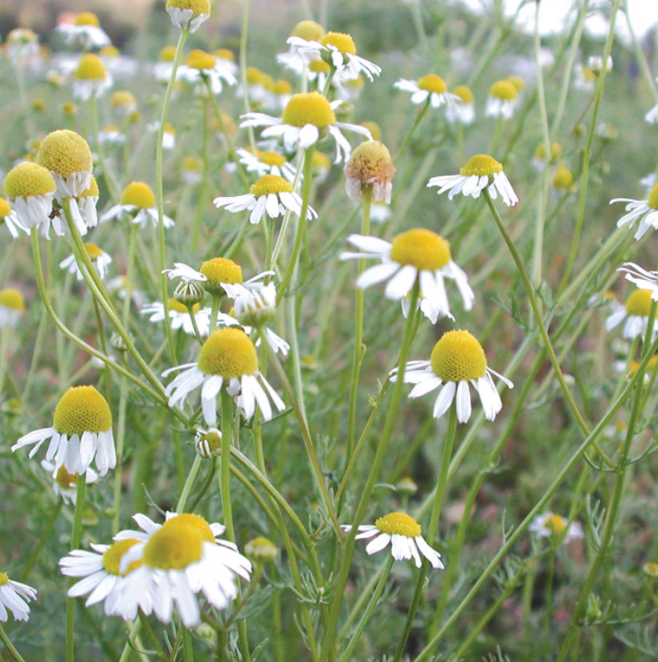 Chamomile, German