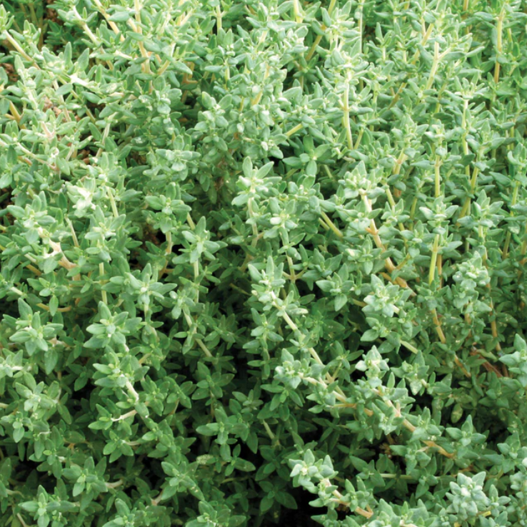 German/ Winter Thyme