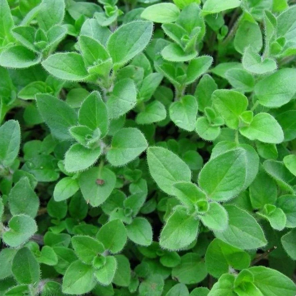 Greek Oregano