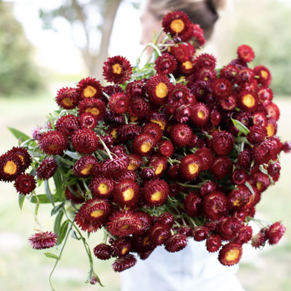 Scarlet strawflowers