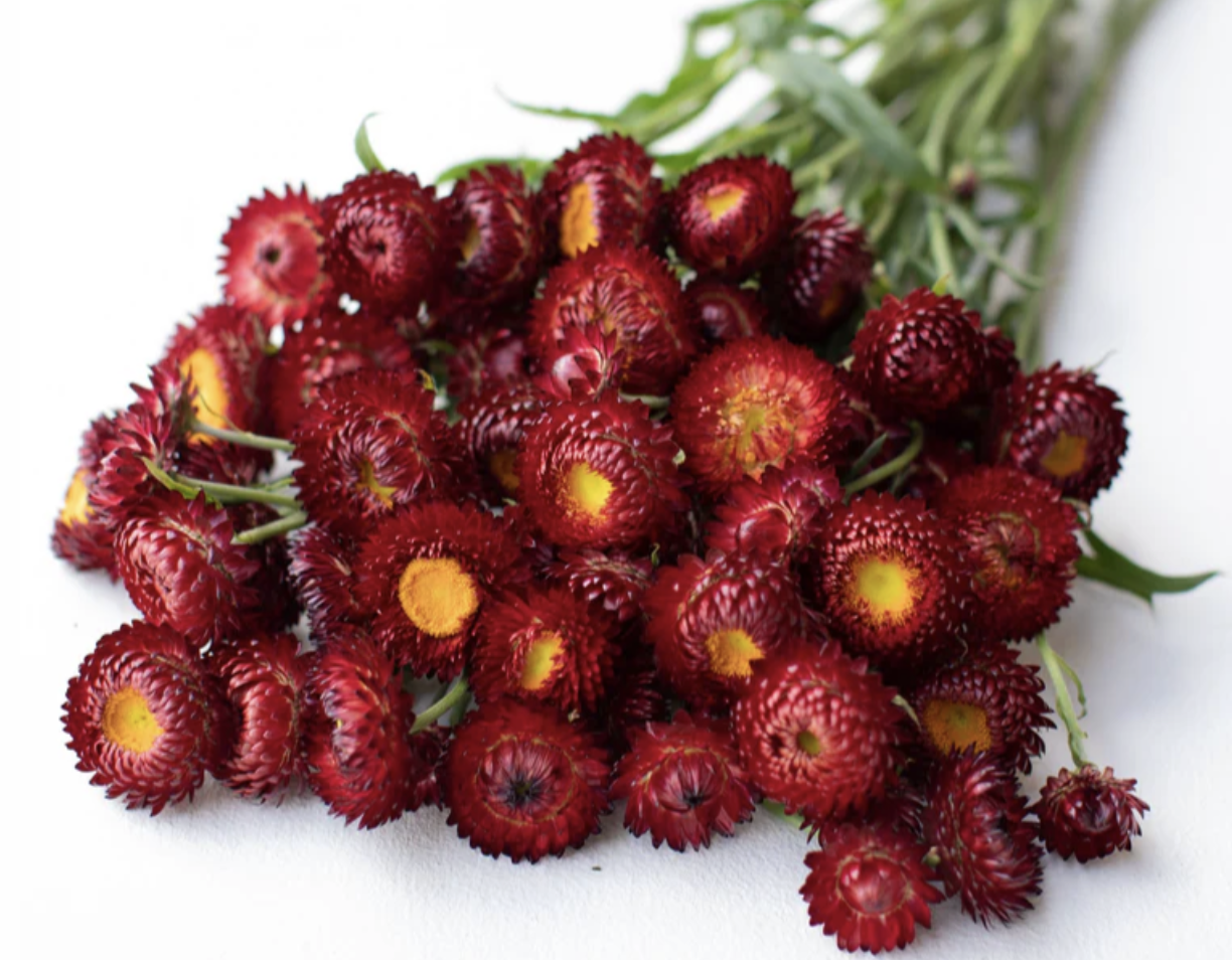 Scarlet strawflowers