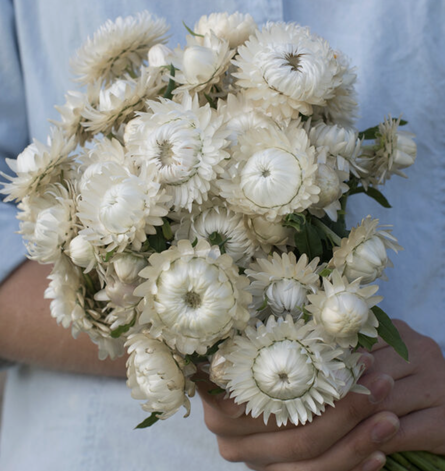 White strawflowers