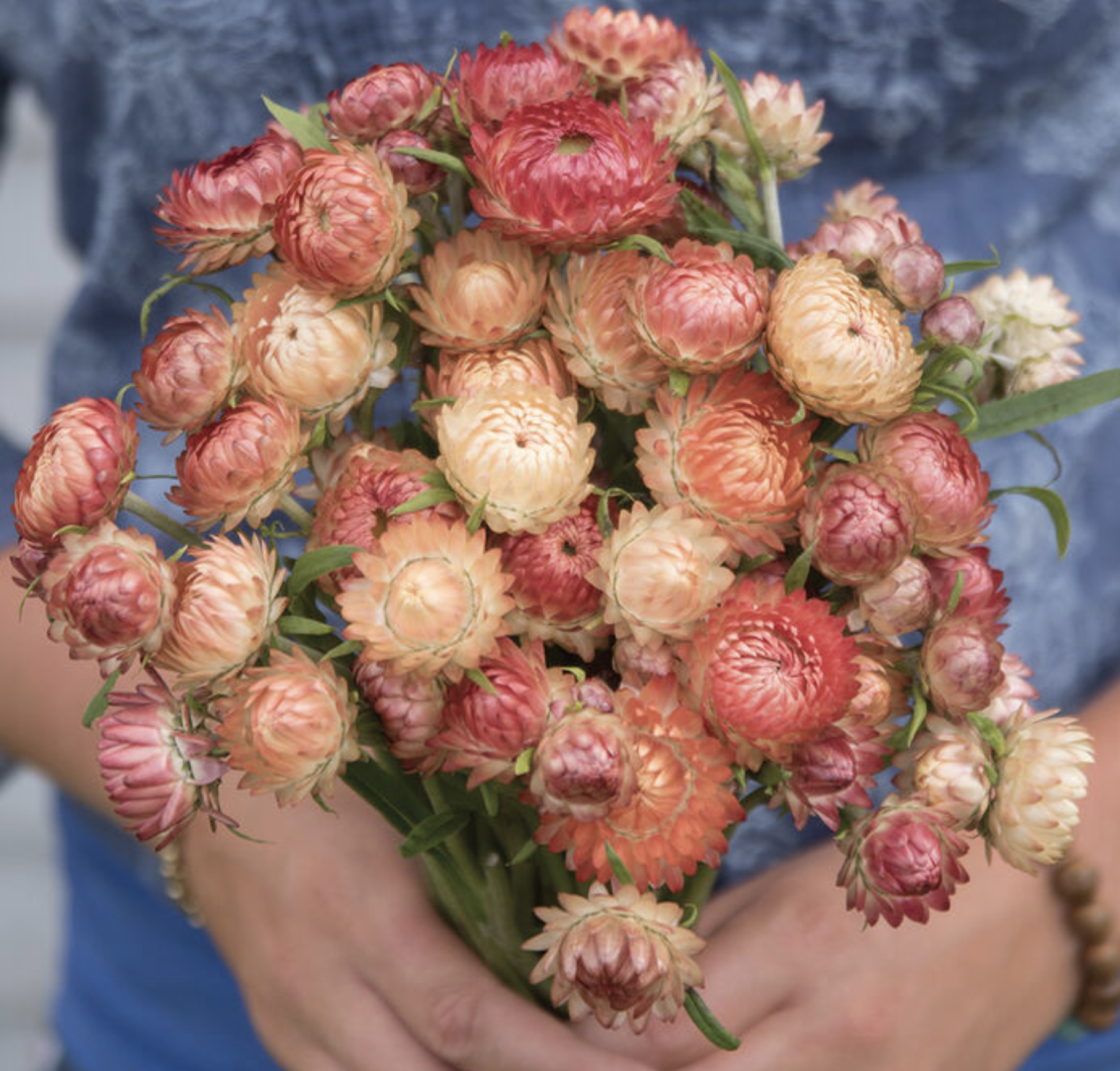 Apricot-Peach Mix Strawflowers