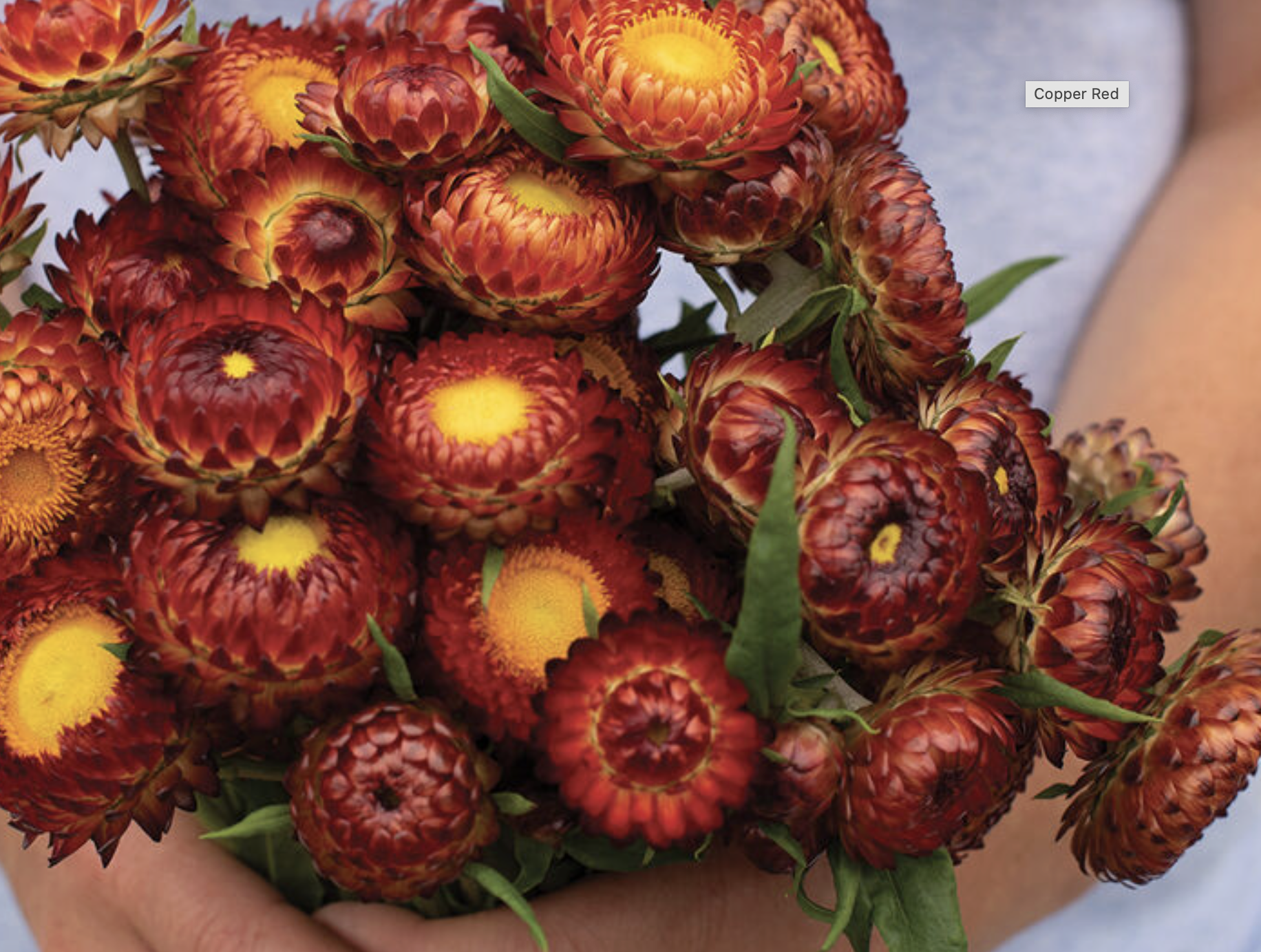 Copper Red Strawflowers