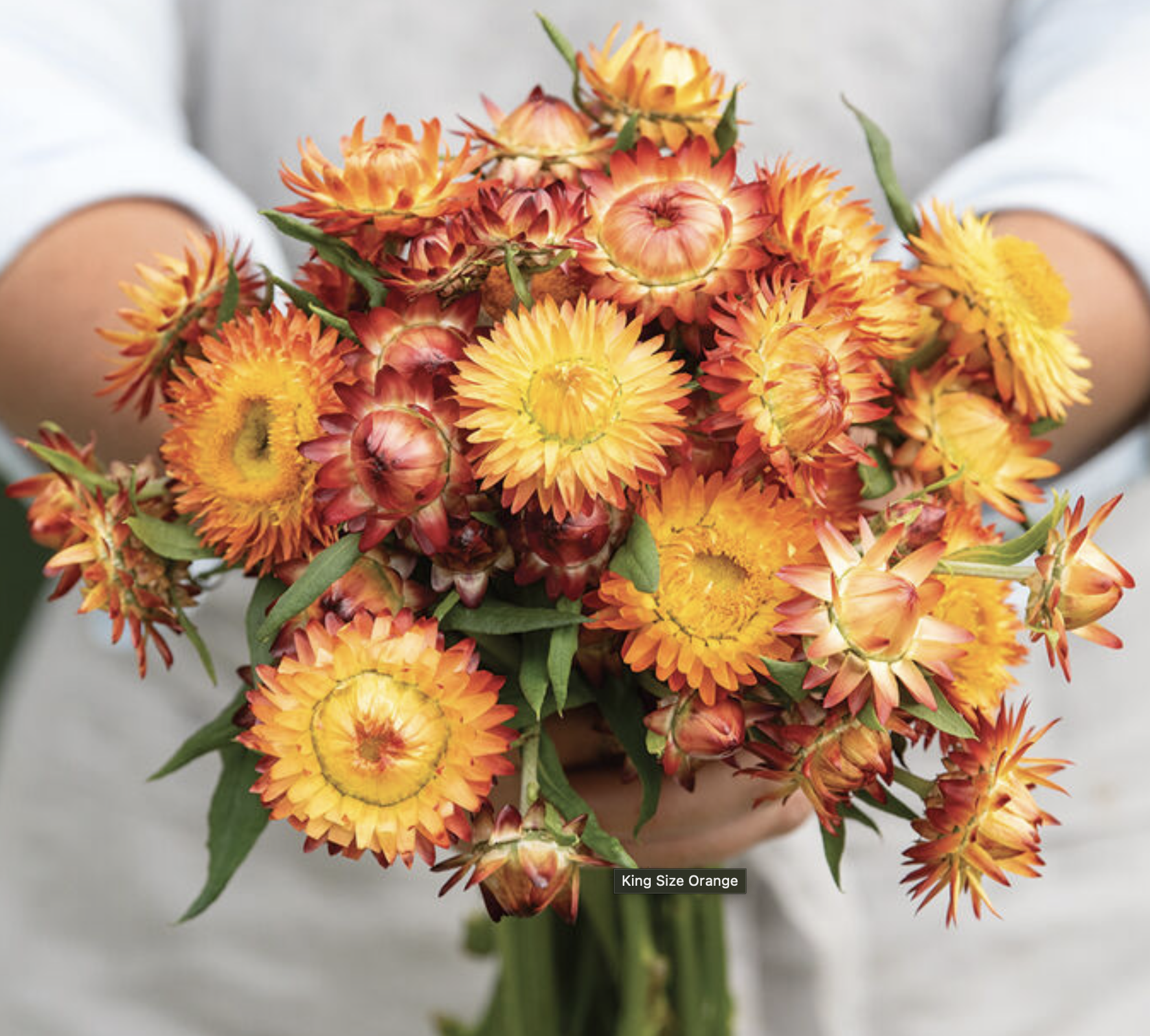 King Size Orange Strawflowers