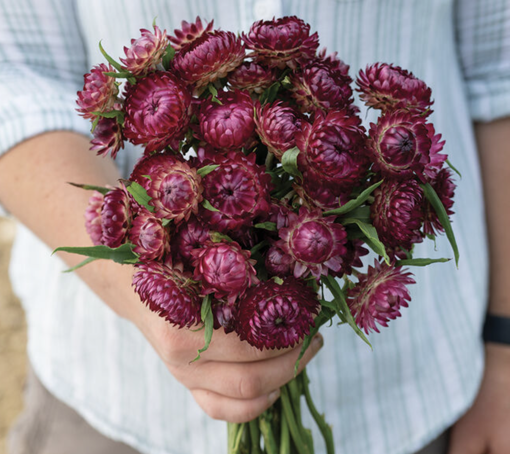 Cranberry Rose strawflowers