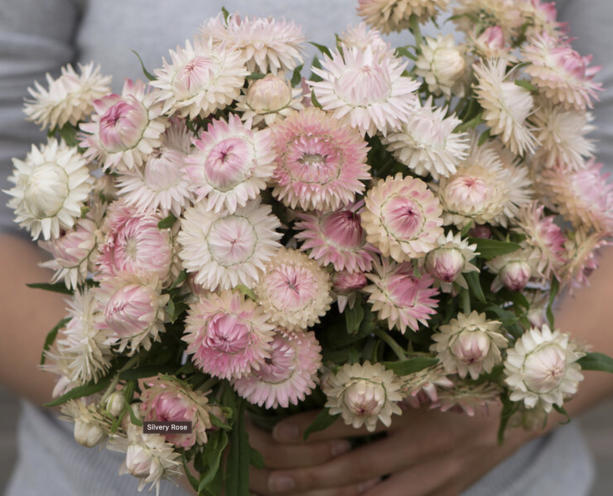 Silvery Rose Strawflowers