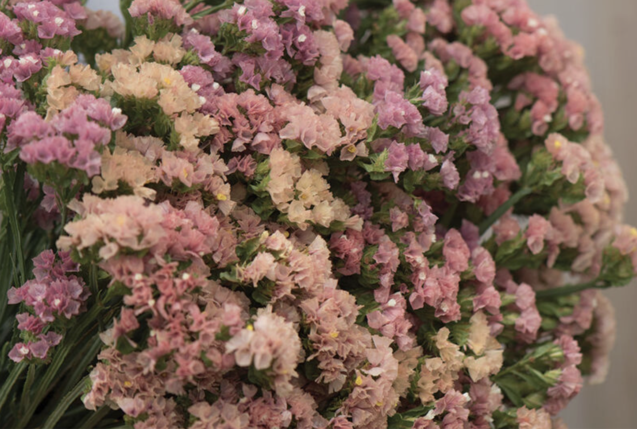 Hipster Apricot Statice